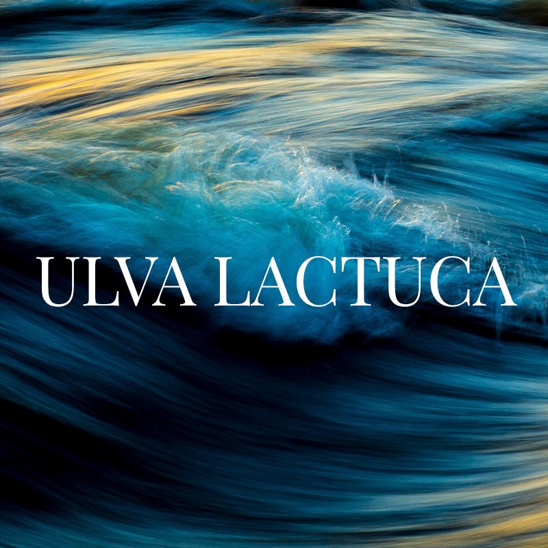 Ulva 